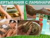 Обертывание ламинарией в домашних условиях