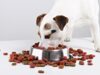 Критерии выбора корма для собак