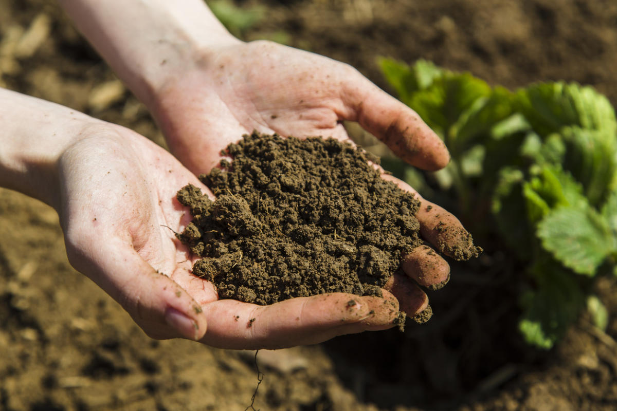 Повышение плодородия земель. Удобрение органическое. Почва на участке. Перегной для огорода. Удобрение почвы.